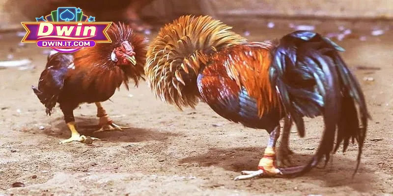 Hướng dẫn luật chơi chọi gà Thomo chuẩn cho tân binh